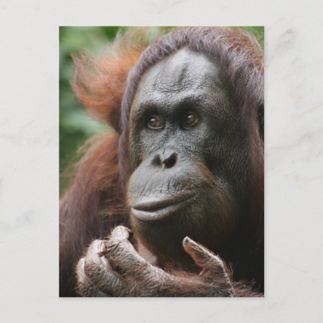 Carte Postale Orangoutan (Devant)