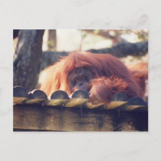 Carte Postale Orangoutan