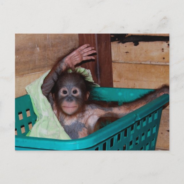 Carte Postale Orangoutan au Sanctuaire (Devant)