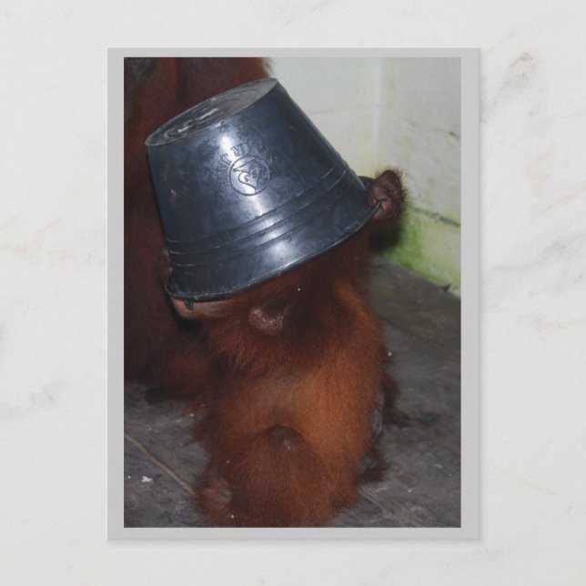 Carte Postale Orangoutan Cacher et rechercher (Devant)