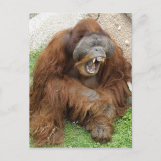 Carte Postale Orangoutan riant