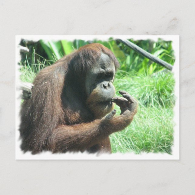 Carte postale Orangutan Ape (Devant)