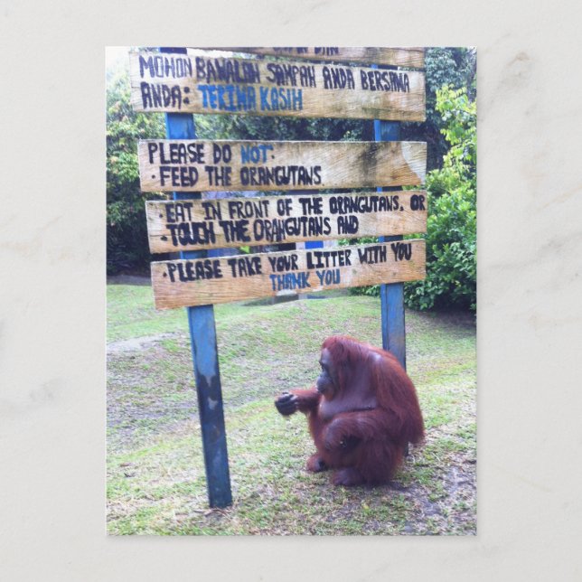 Carte Postale Orangutan au Camp Leakey, île de Bornéo (Devant)