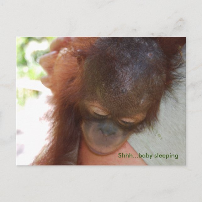Carte Postale Orangutan bébé endormi dans les bras de papa (Devant)