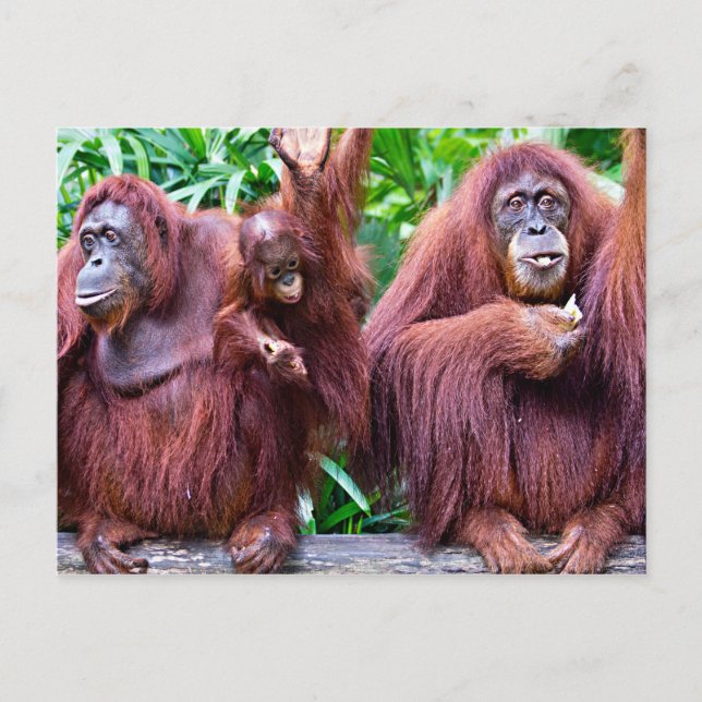 Carte Postale Orangutan from Singapore zoo (Devant)
