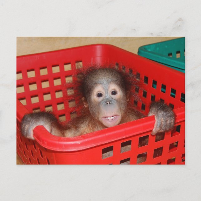 Carte Postale Orangutan infantile en crèche (Devant)