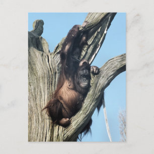 CARTE POSTALE ORANGUTANS