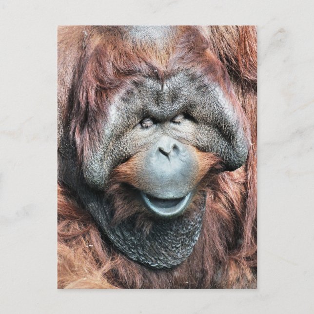 CARTE POSTALE ORANGUTANS (Devant)