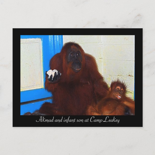 Carte Postale Orangutans au camp Leakey (Devant)