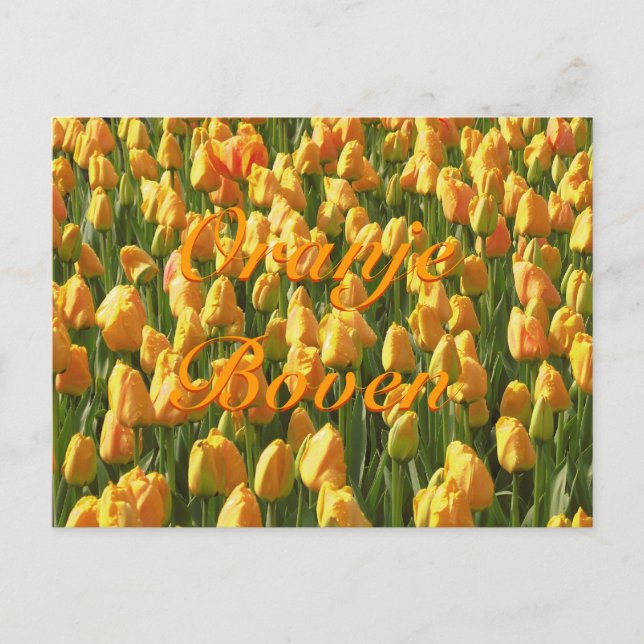 Carte Postale Oranje Boven Orange Tulips (Devant)