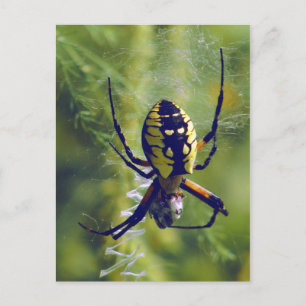 Carte Postale Orb Weaver Spider Photo