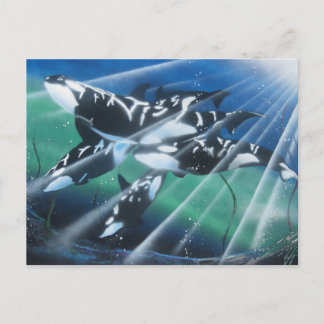 Carte postale Orca