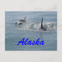 Orca et veau, Alaska