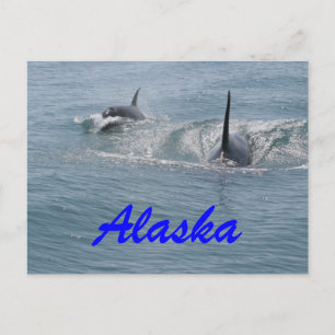Carte Postale Orca et veau, Alaska