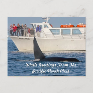 Carte Postale Orca Killer Whale -transitoire, washington