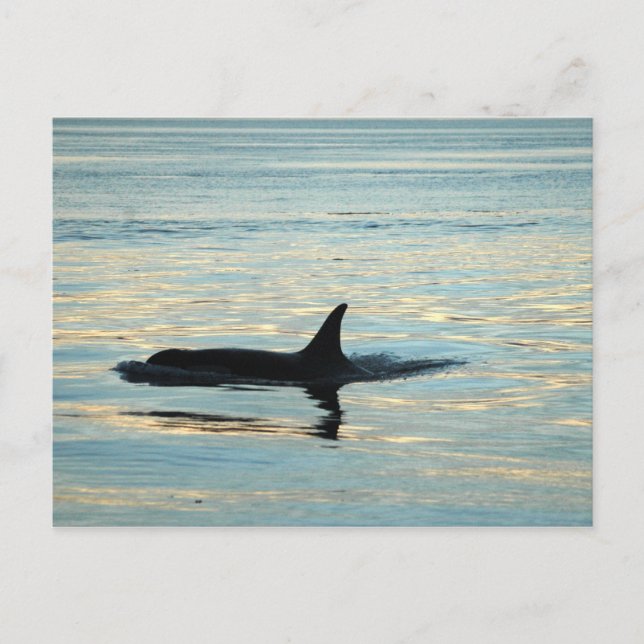 Carte postale Orca Silhouette (Devant)