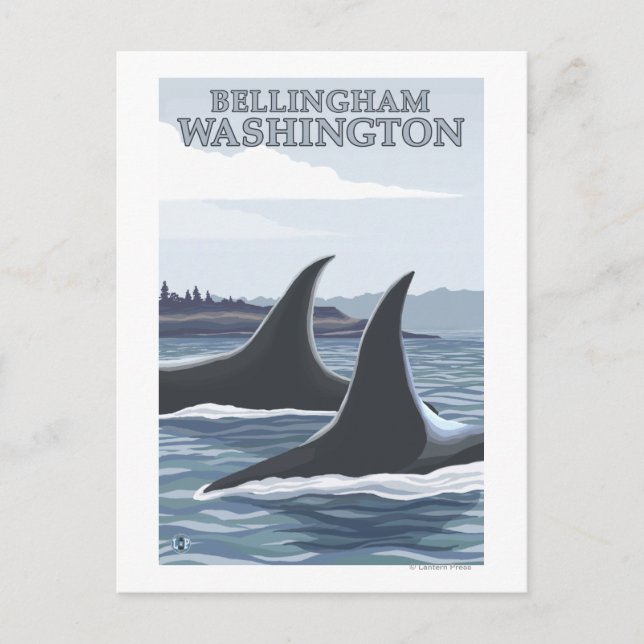 Carte Postale Orca Whales #1 - Bellingham, Washington (Devant)