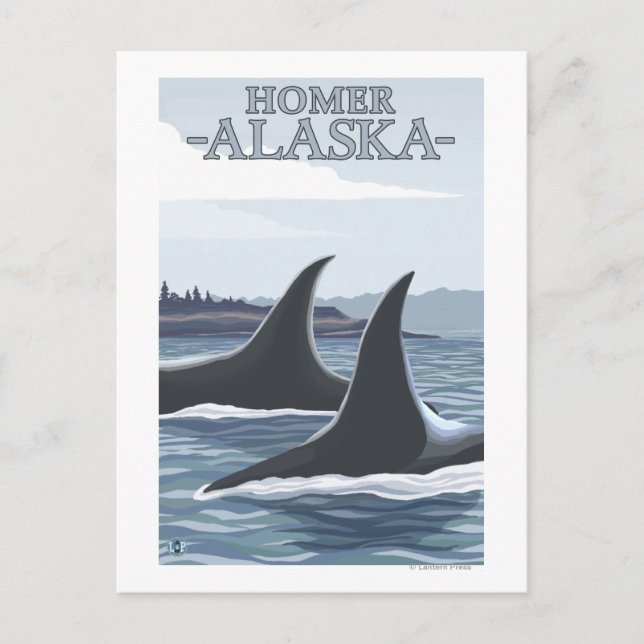 Carte Postale Orca Whales #1 - Homer, Alaska (Devant)