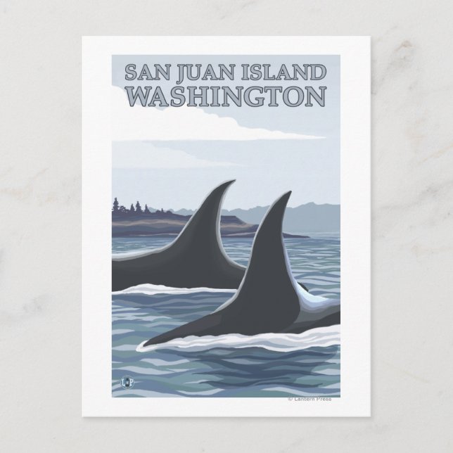 Carte Postale Orca Whales #1 - San Juan Island, Washington (Devant)