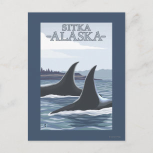 Carte Postale Orca Whales #1 - Sitka, Alaska