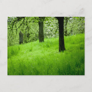 Carte postale Orchard