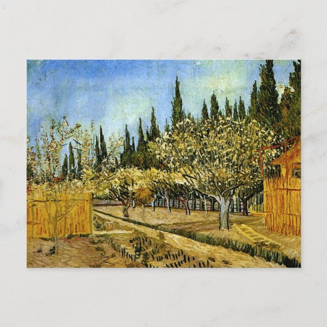 Carte Postale Orchard en Blossom, Cyprès, Vincent van Gogh (Devant)