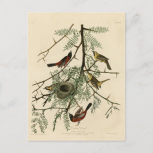 Carte Postale Orchard Oriole des Oiseaux d'Amérique d'Audubon