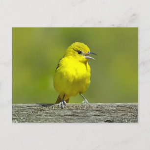 Carte Postale Orchard Oriole - Photo originale