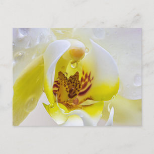 Carte Postale Orchid Dew