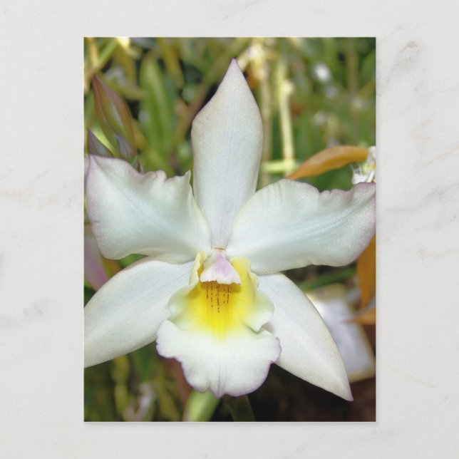 Carte postale Orchid Huit (Devant)