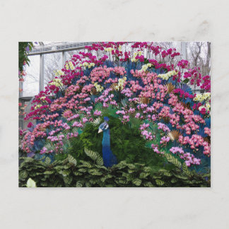 Carte Postale Orchid Peacock