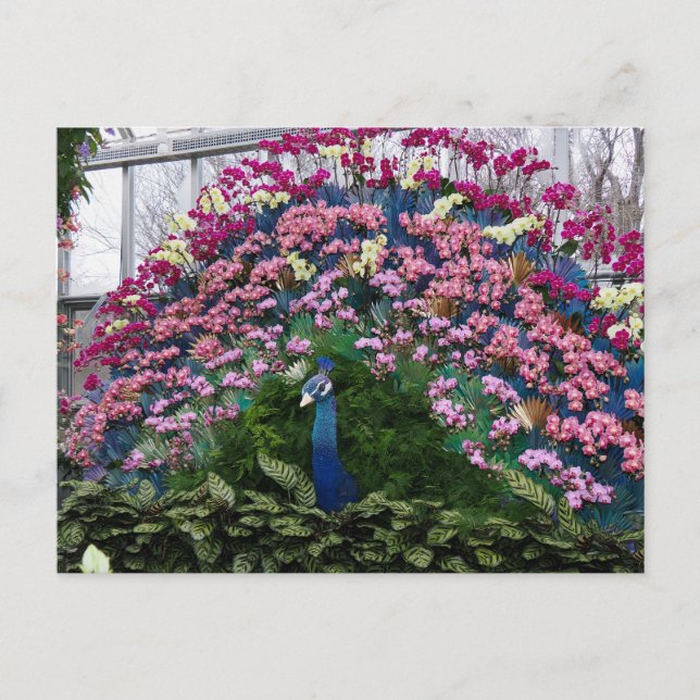 Carte Postale Orchid Peacock (Devant)
