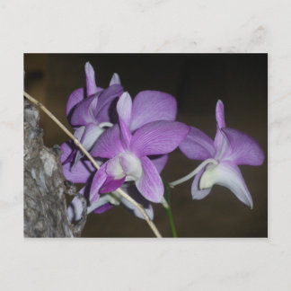 Carte Postale Orchid thaïlandais