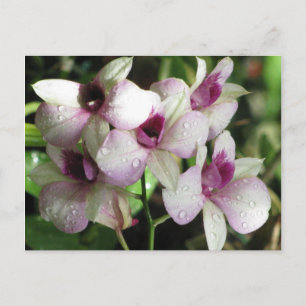 Carte postale Orchideas, personnaliser