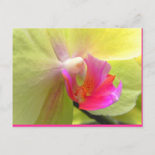 Carte Postale Orchidée