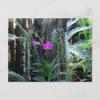 Carte postale orchidée