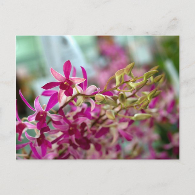 Carte Postale Orchidée (Devant)
