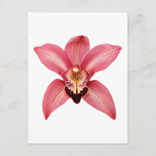 Carte postale orchidée