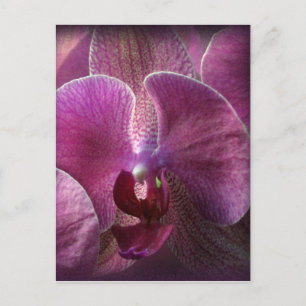 Carte Postale Orchidée