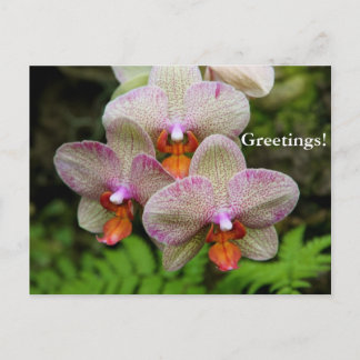 Carte postale - Orchidée