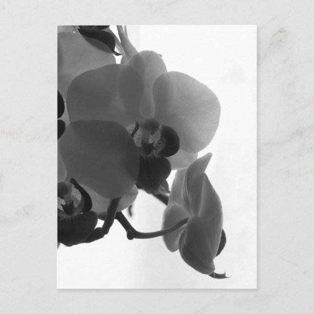 Carte Postale Orchidée (Devant)