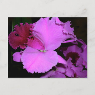 Carte Postale Orchidée