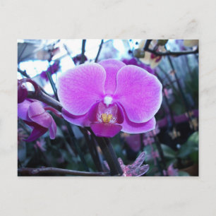 Carte Postale Orchidée