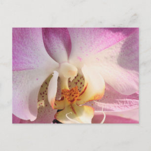 Carte Postale Orchidée