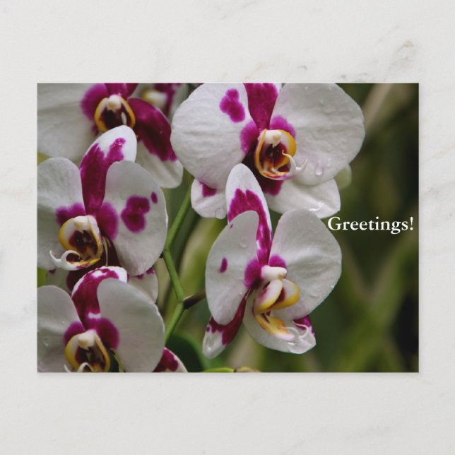 Carte postale - Orchidée (Devant)
