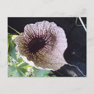 Carte Postale Orchidée