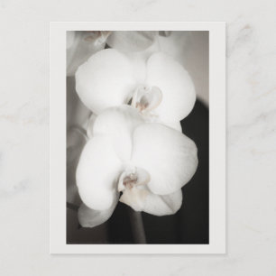 Carte Postale Orchidée 8931