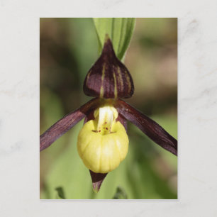 Carte Postale Orchidée à glissière