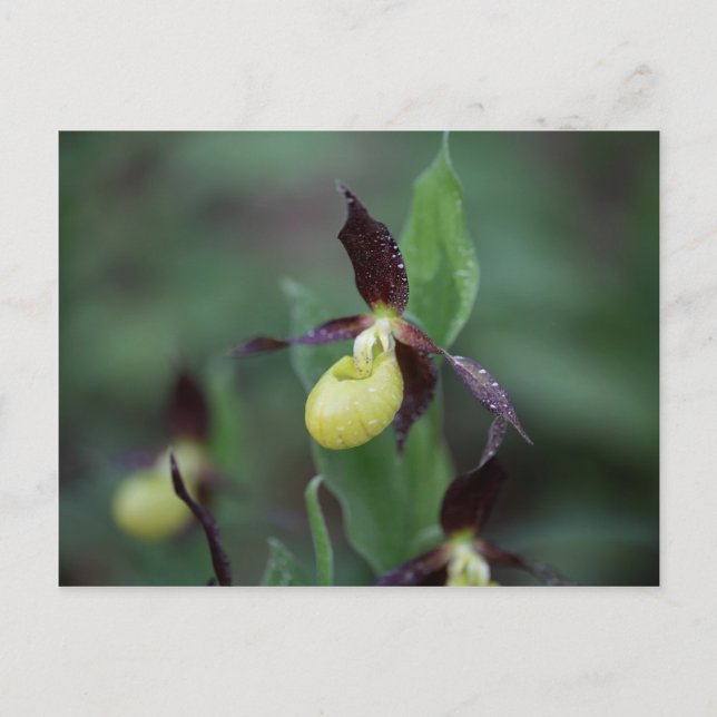 Carte Postale Orchidée à glissière (Cypripedium calceolus) (Devant)