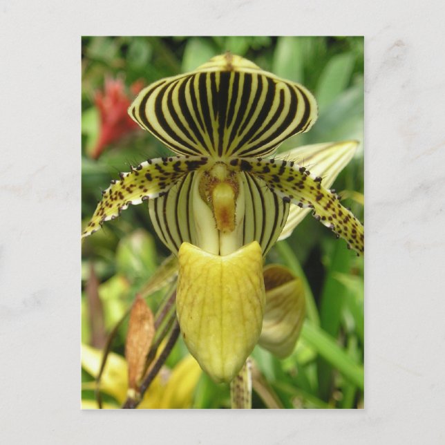 Carte Postale Orchidée à rayures de zèbre jaune (Devant)